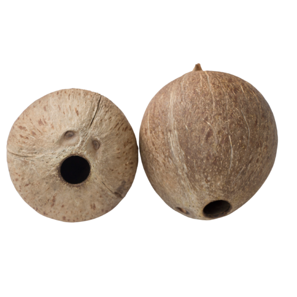 Coconut Shell